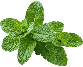 Synaptigen Ingredients