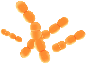 Synaptigen Ingredients